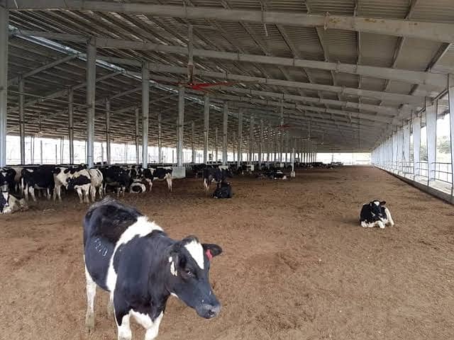 Walkways Covering Structures | Livestock Shades | Bus Stands 3