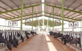 Industrial, factory, dairy farm,warehouse sheds steel structures