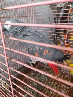 grey red fectore full toking hand tame whatsapp video available