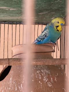 Budgies for sale sales olx