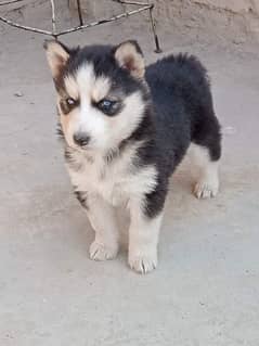 husky