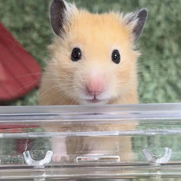 Dwarf Hamster Hairless Hamsters For Sale Dwarf Hamster Black And