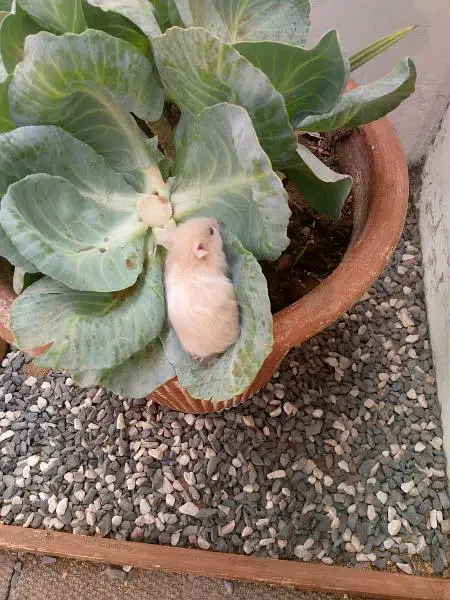 hamsters babies available in best quality — photo 2
