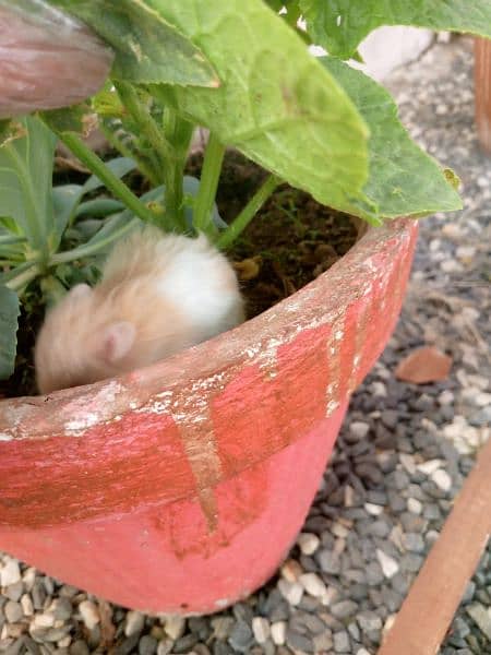 hamsters babies for sell in cheap prices 2