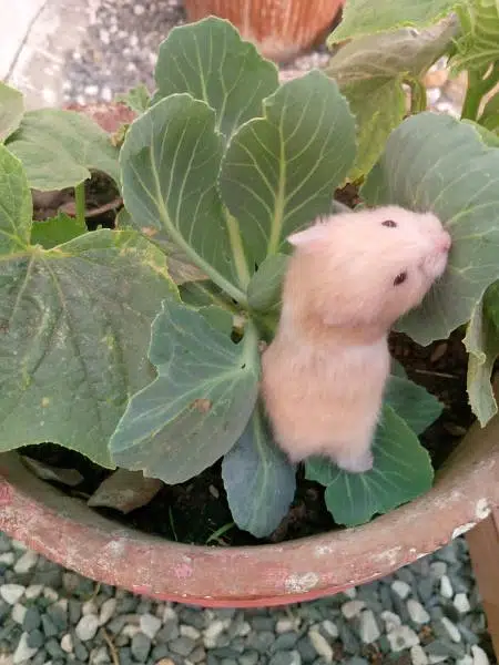 hamsters babies available in best quality — photo 4