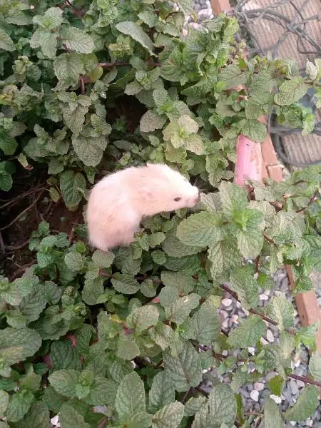 hamsters babies available in best quality — photo 5