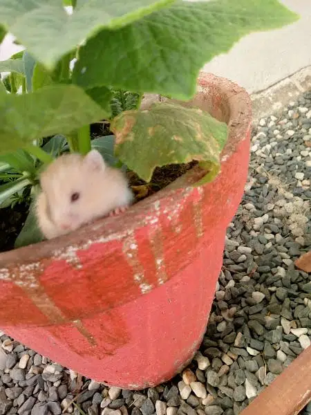 hamsters babies available in best quality — photo 6