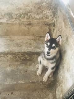 Siberian sales husky olx