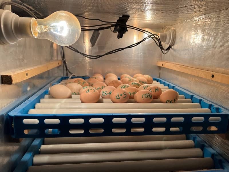 360 Eggs fully automatic Incubator 1