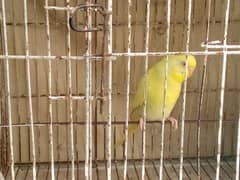 cage & birds