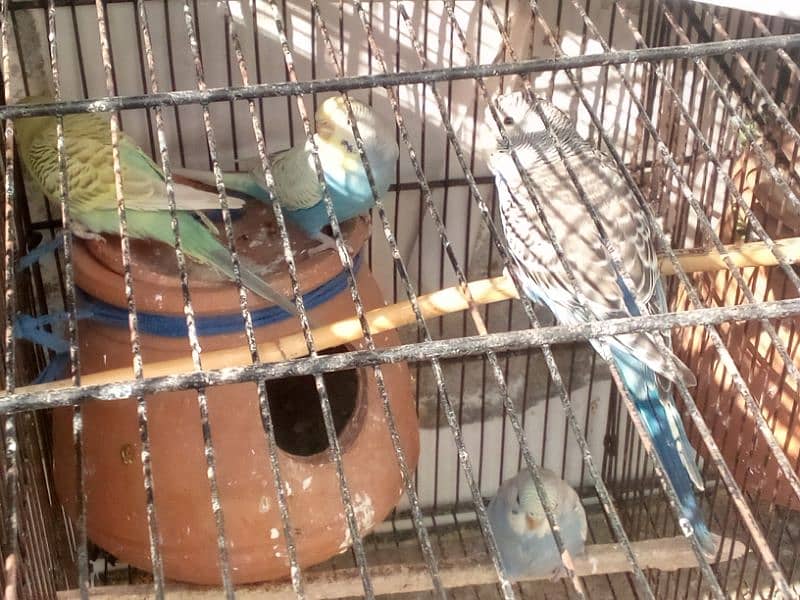 cage & birds 1