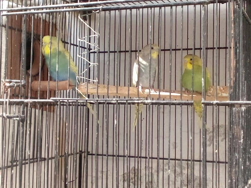 cage & birds 2