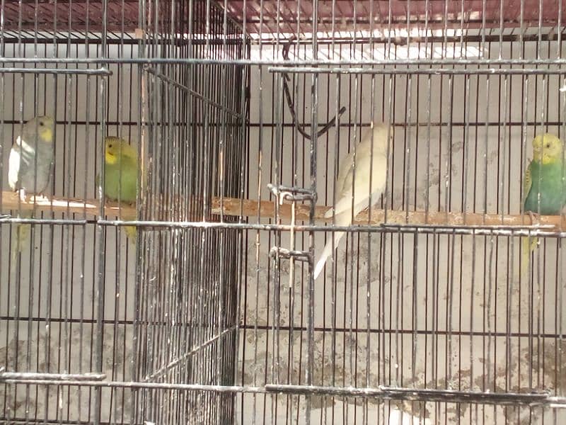 cage & birds 3