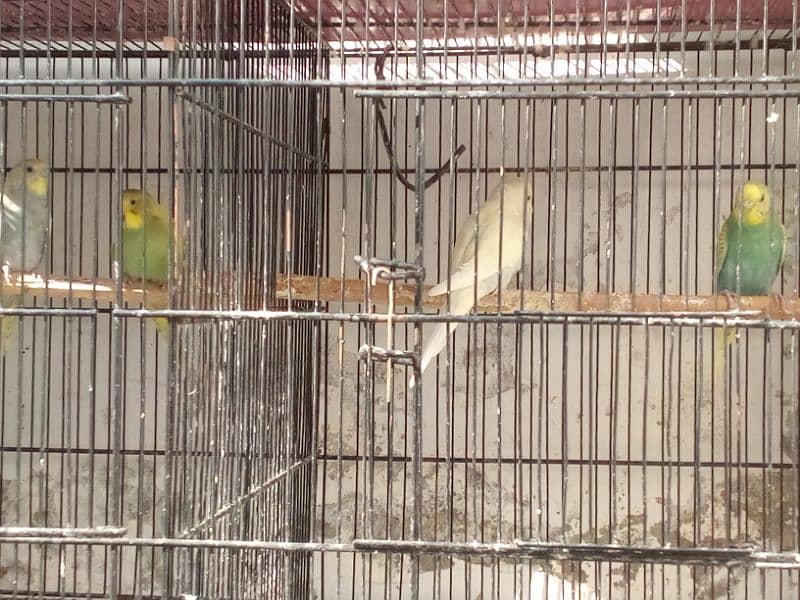 cage & birds 4