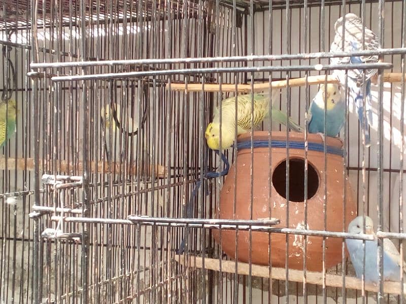 cage & birds 5