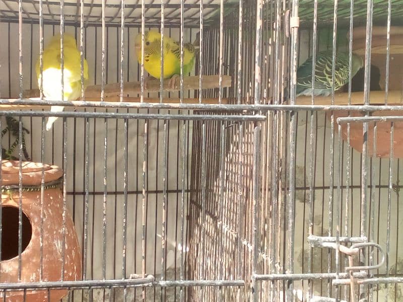 cage & birds 6