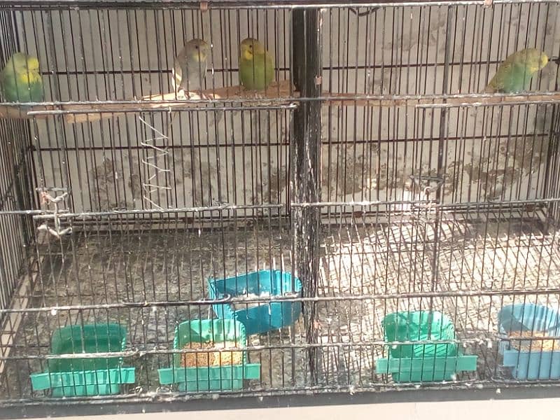 cage & birds 7