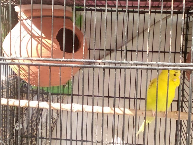 cage & birds 9