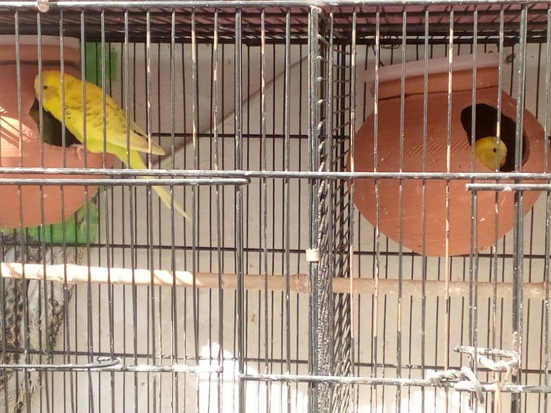 cage & birds 10
