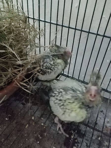 cocatails chik  for hand tame 1600 each or ino chick grey colour 1