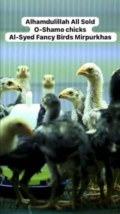 OH-Shamo chicks 100% pure guarantee by Al-Syed Fancy Birds Mirpurkhas