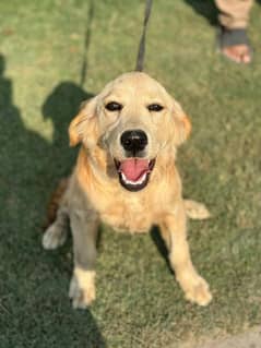 Golden retriever hot sale olx ph