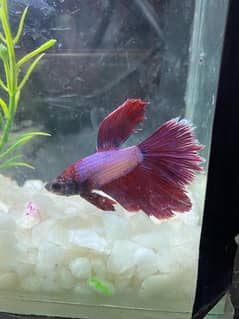 Olx hot sale betta fish