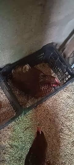 lohman brown chicks hens & fertile& unfertile eggs available
