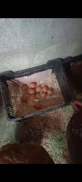 lohman brown chicks hens & fertile& unfertile eggs available 2
