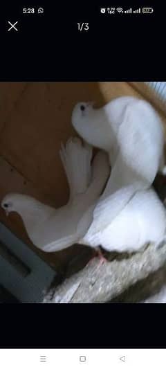 laqa pigeon pairs available for sale