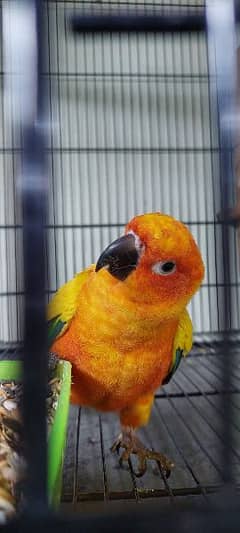 sun conure Breeder pair with DNA