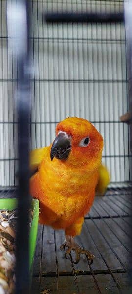 sun conure Breeder pair with DNA 1
