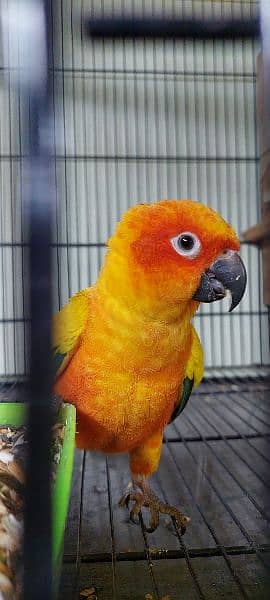 sun conure Breeder pair with DNA 2