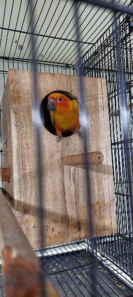 sun conure Breeder pair with DNA 3