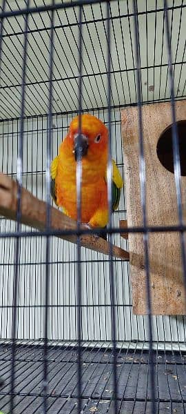 sun conure Breeder pair with DNA 4