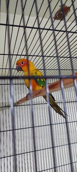 sun conure Breeder pair with DNA 5