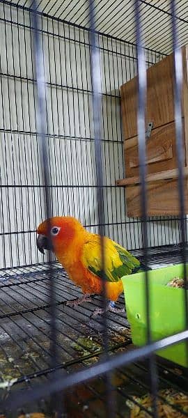 sun conure Breeder pair with DNA 6