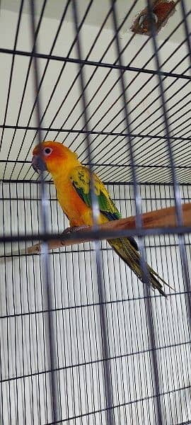 sun conure Breeder pair with DNA 7