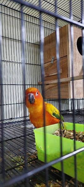 sun conure Breeder pair with DNA 8