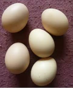 White Silkie (Top Quality) Fresh and Fertile Eggs