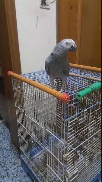 African Grey Parrot 7years Male 10