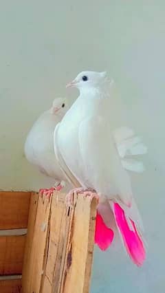 these are lucky pigeons and have pink colour tail