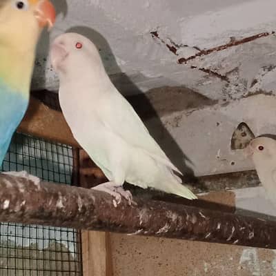 albino red ayes parblue male