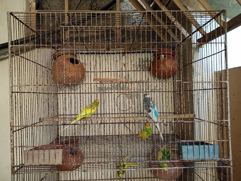Cage for sale with parrots and full setup 1