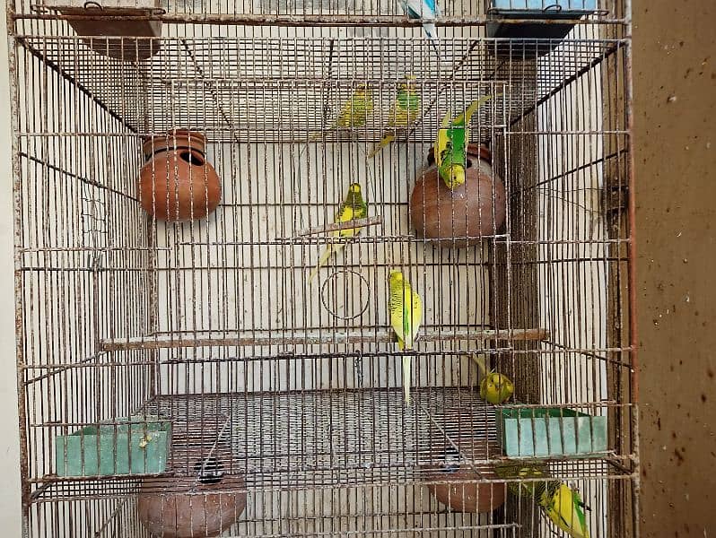 Cage for sale with parrots and full setup 2