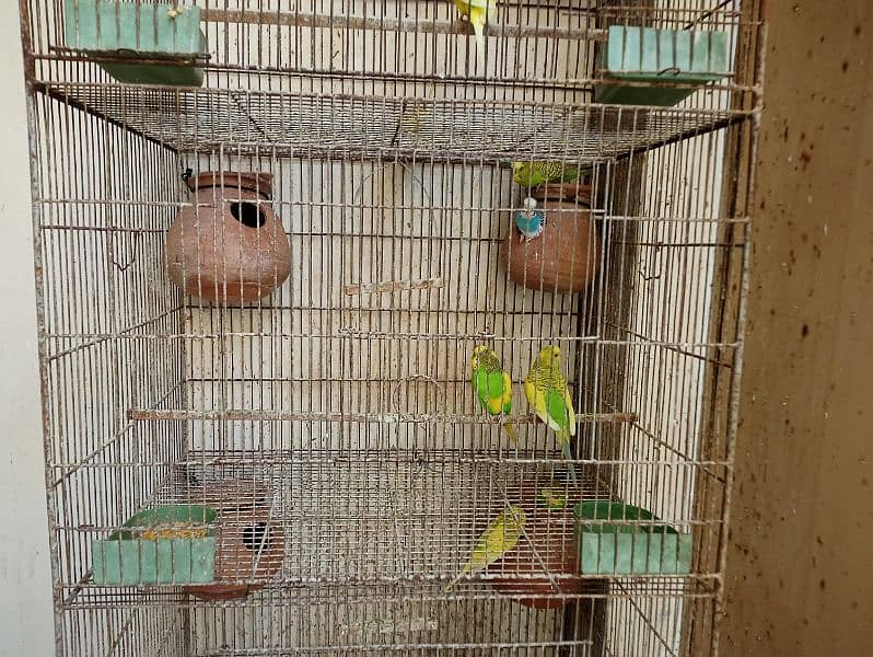Cage for sale with parrots and full setup 3
