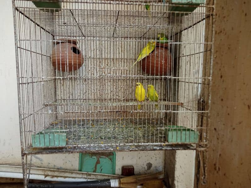Cage for sale with parrots and full setup 4