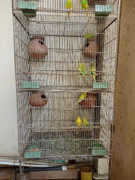 Cage for sale with parrots and full setup 5
