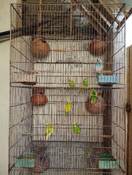 Cage for sale with parrots and full setup 6