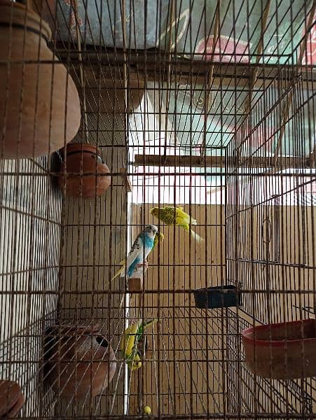 Cage for sale with parrots and full setup 8